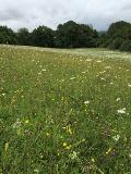 Wildflower meadow, Paradise Fields in Hemel Hempstead