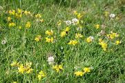 Wildflower meadow - Keens Field