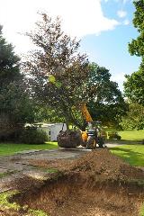 Digger moves COVID-19 memorial tree into place in Gadebridge Park
