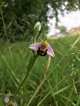 Bee orchid, London Road, Apsley