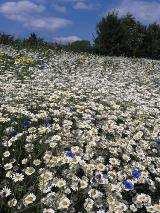 Wildflower meadow, Breakspear Way in Hemel Hempstead